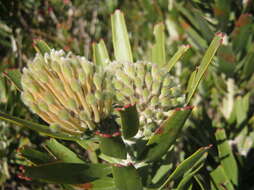 Image of Leucospermum erubescens Rourke