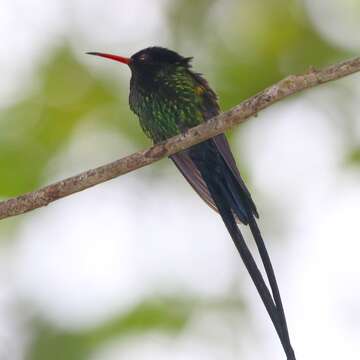 Image of Red-billed Streamertail