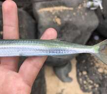 Image of Acute halfbeak