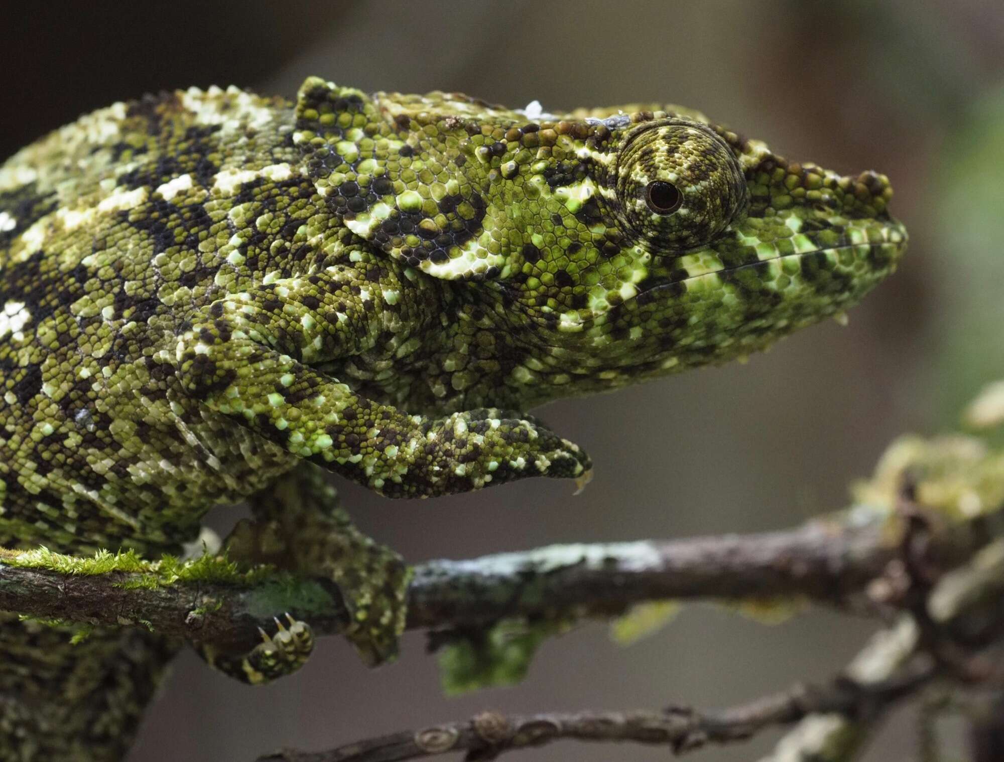 Image of Yellow-green Chameleon