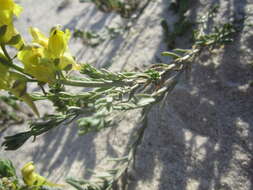 Image of Linaria polygalifolia subsp. polygalifolia