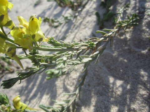 Plancia ëd Linaria polygalifolia subsp. polygalifolia