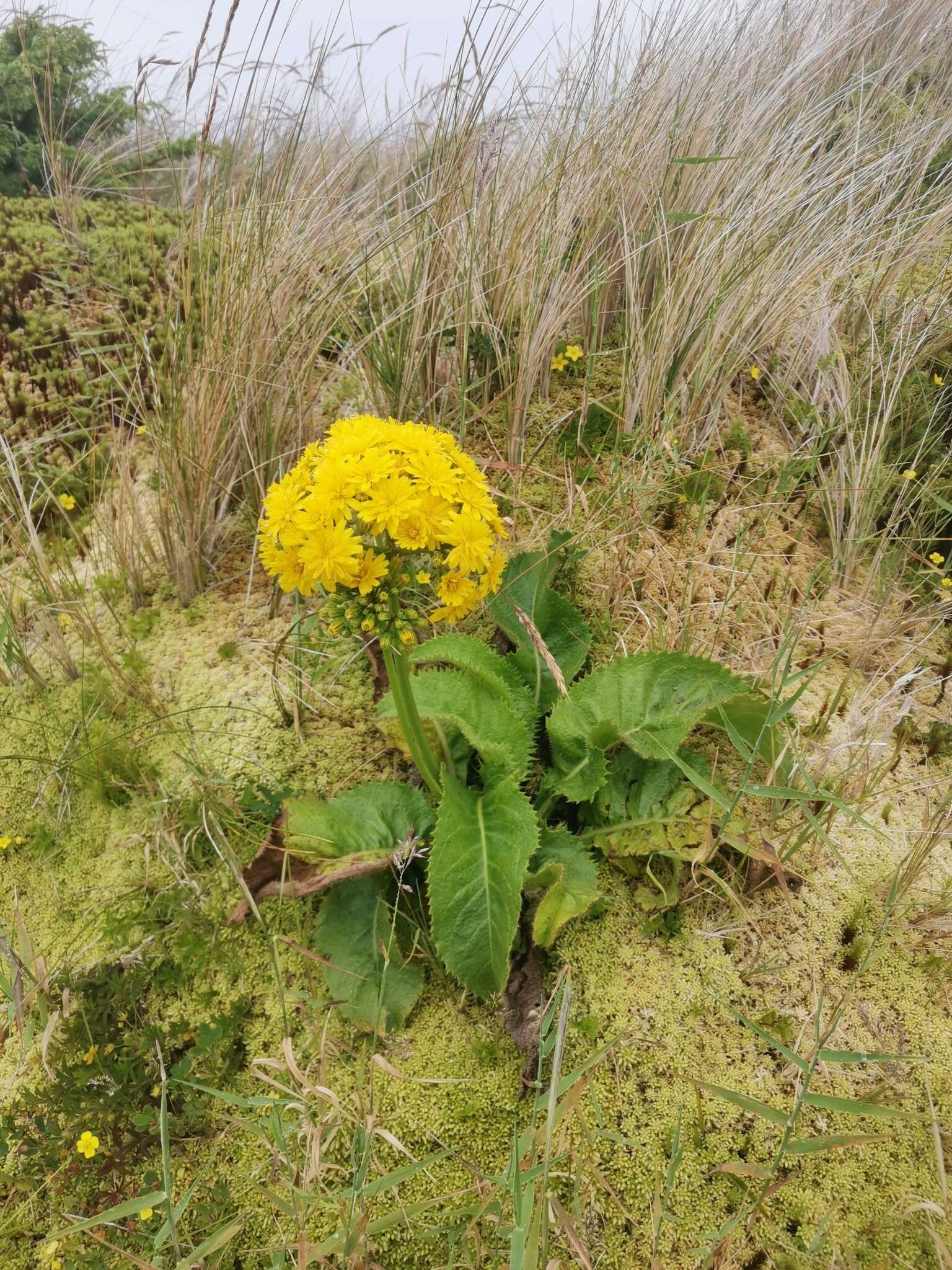 Image of <i>Leontodon hochstetteri</i>