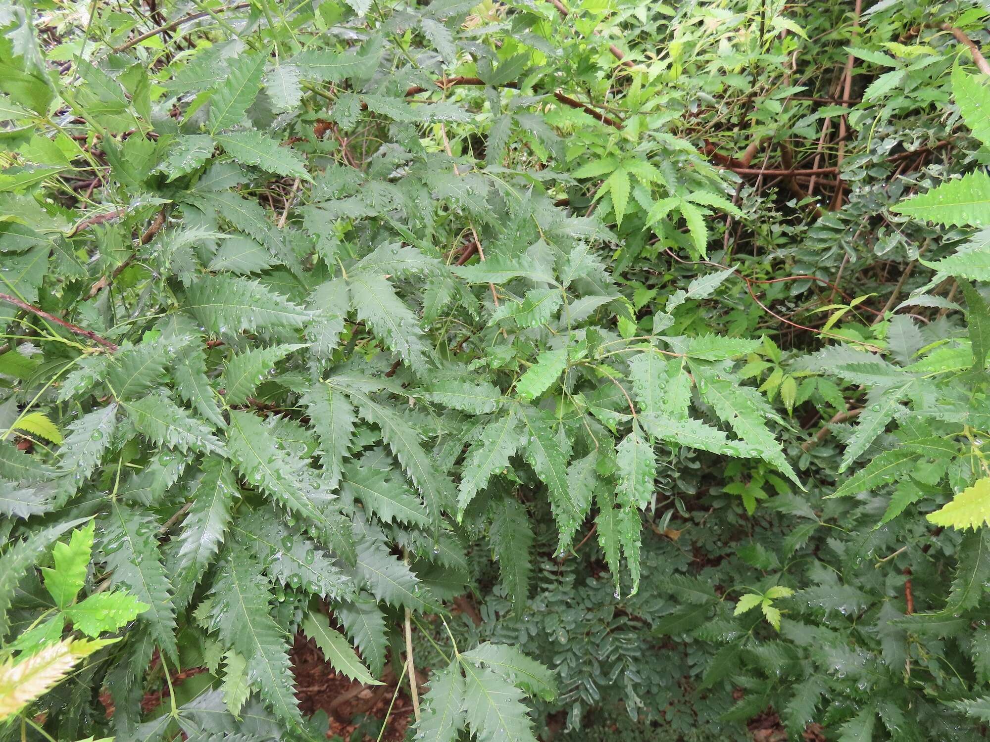 Image of African poison oak