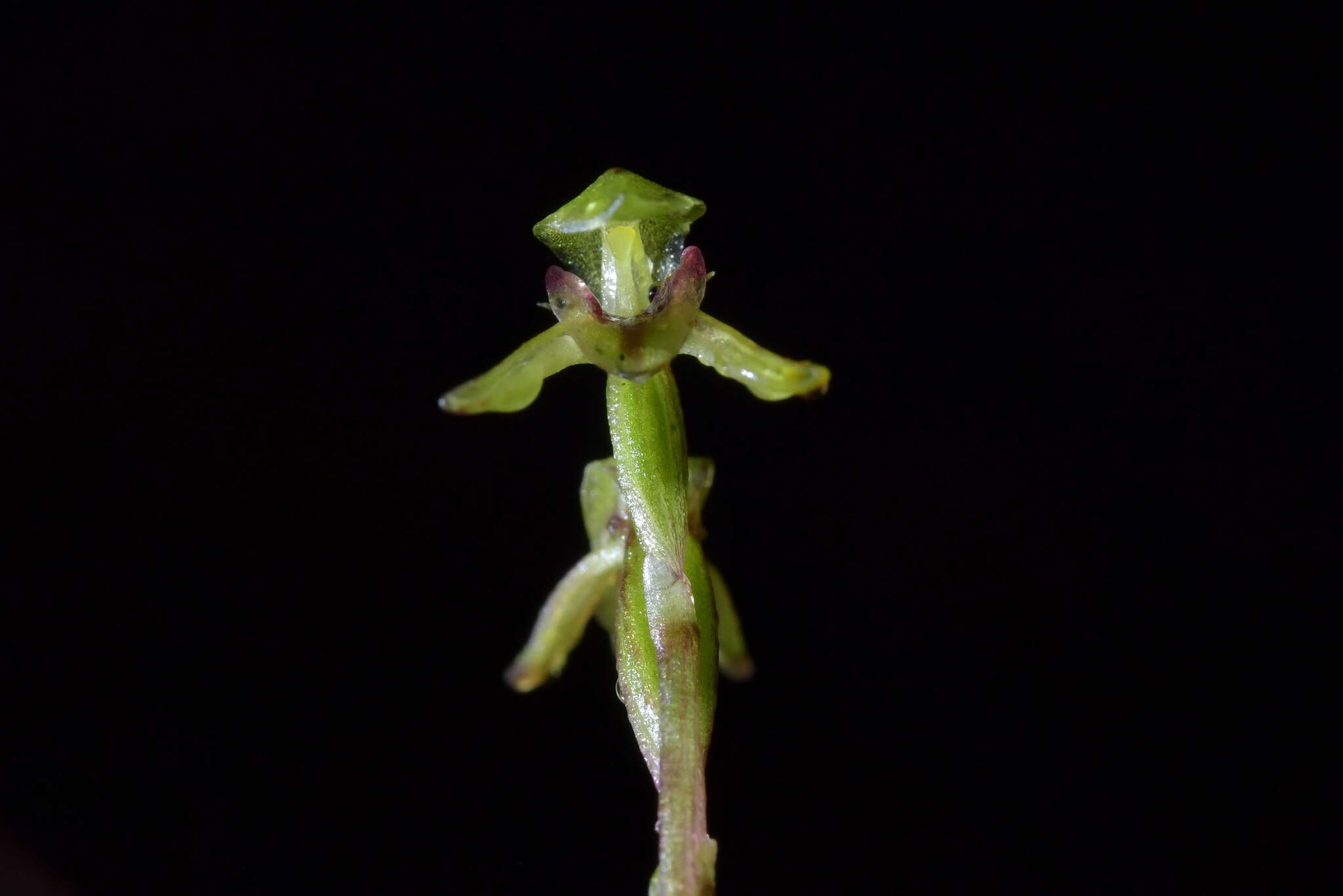 Image of Creeping forest orchid