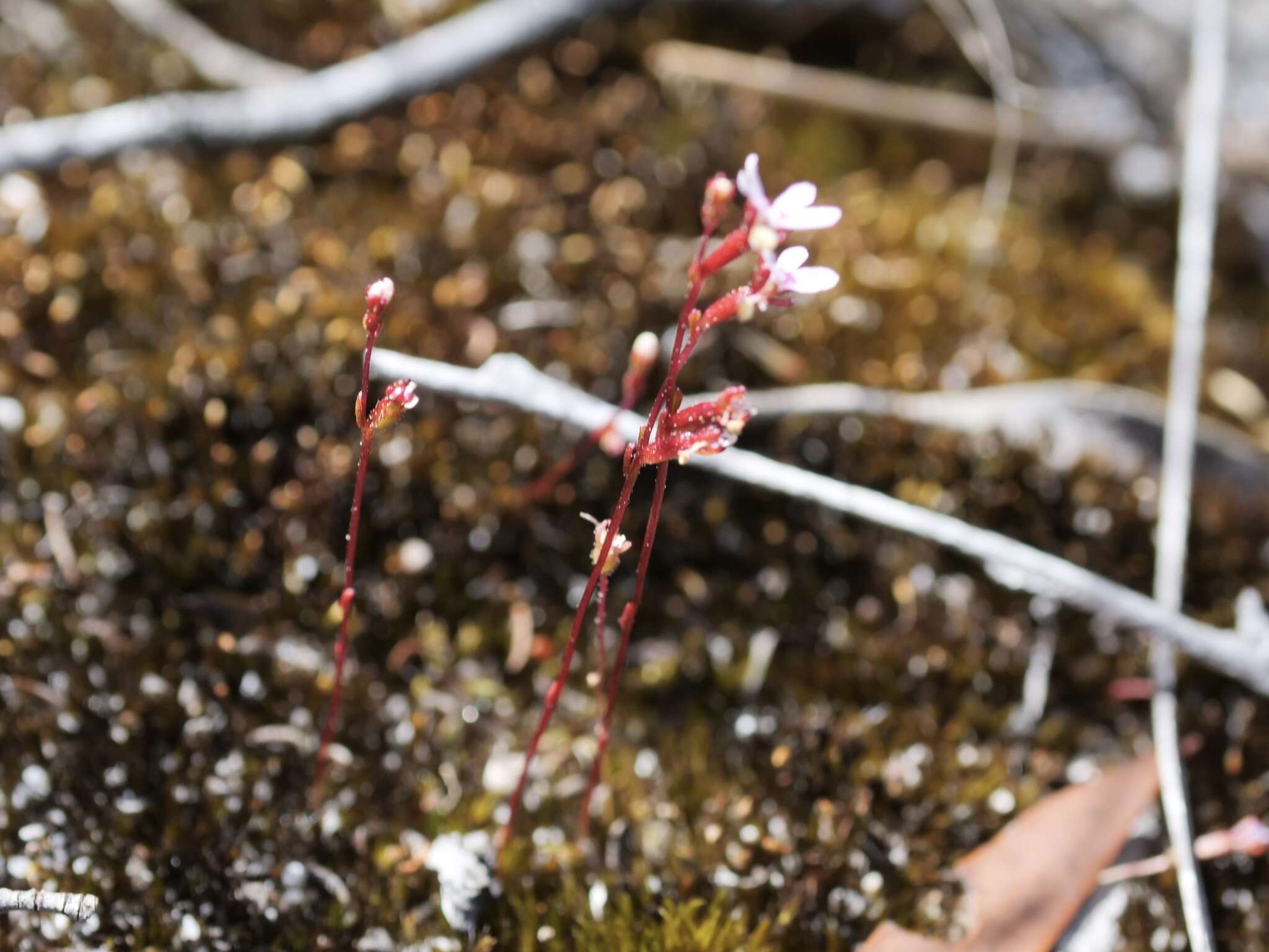 Image de Stylidium pygmaeum R. Br.