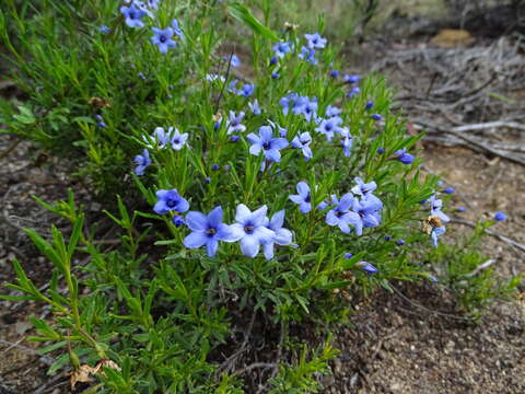 Image of Halgania cyanea Lindley