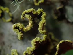 Image of Crocodia poculifera (Müll. Arg.) D. J. Galloway & Elix