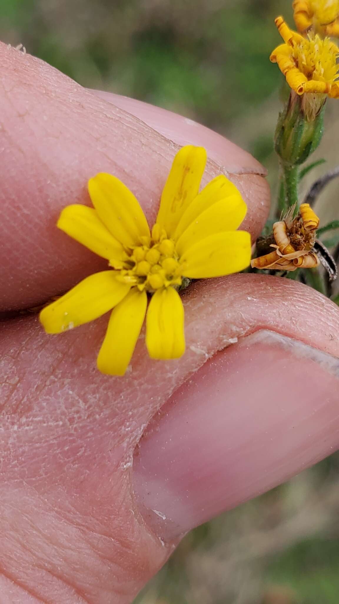 Image of stiffleaf scratchdaisy