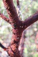 Image of pointleaf manzanita