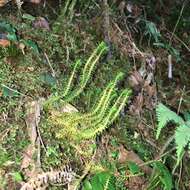 Image of Oriental clubmoss