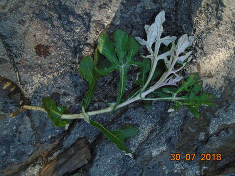 Image of Sinclairia palmeri (A. Gray) B. L. Turner