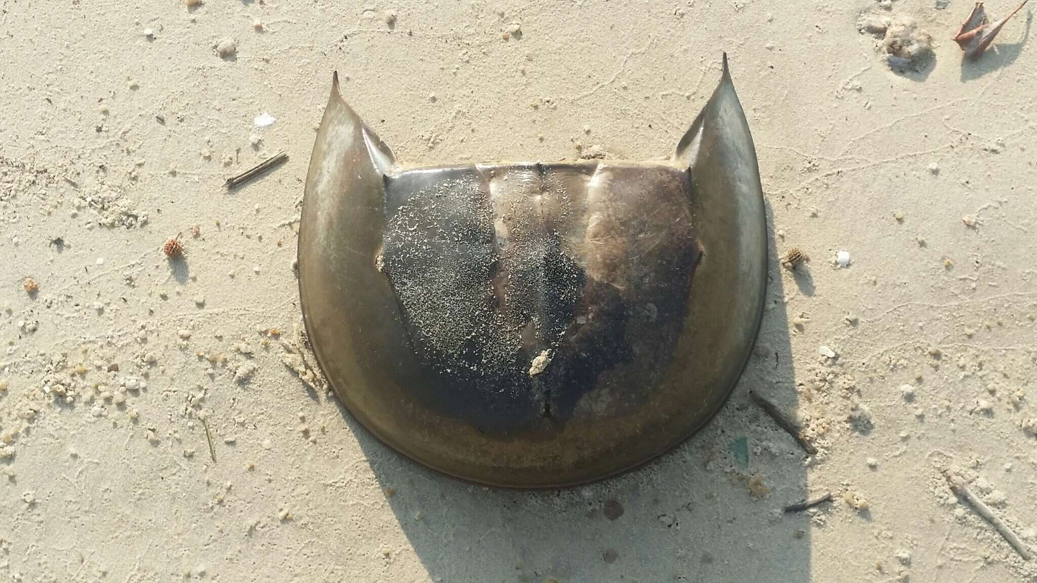 Image of Horseshoe Crab