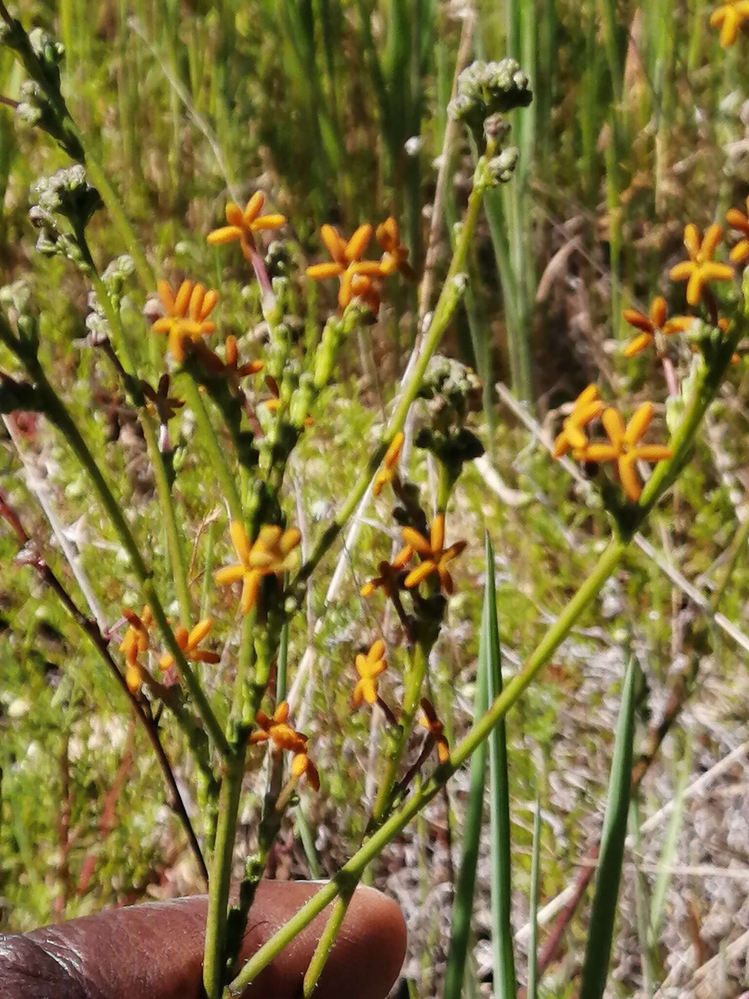 Image of Manulea rubra (Berg.) L. fil.