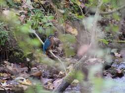 Image of Alcedo Linnaeus 1758