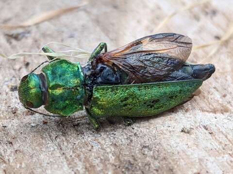 Image of Western Cedar Borer