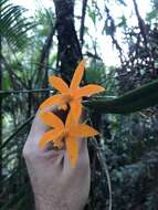 Image de Cattleya harpophylla (Rchb. fil.) Van den Berg