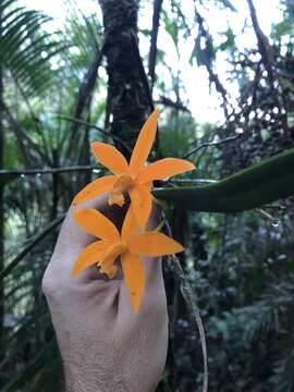 Image of Cattleya harpophylla (Rchb. fil.) Van den Berg