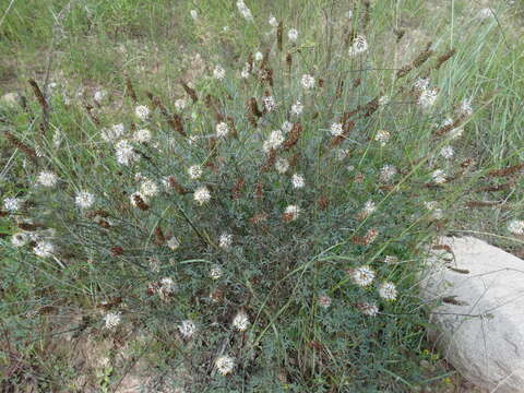 Image of white prairie clover