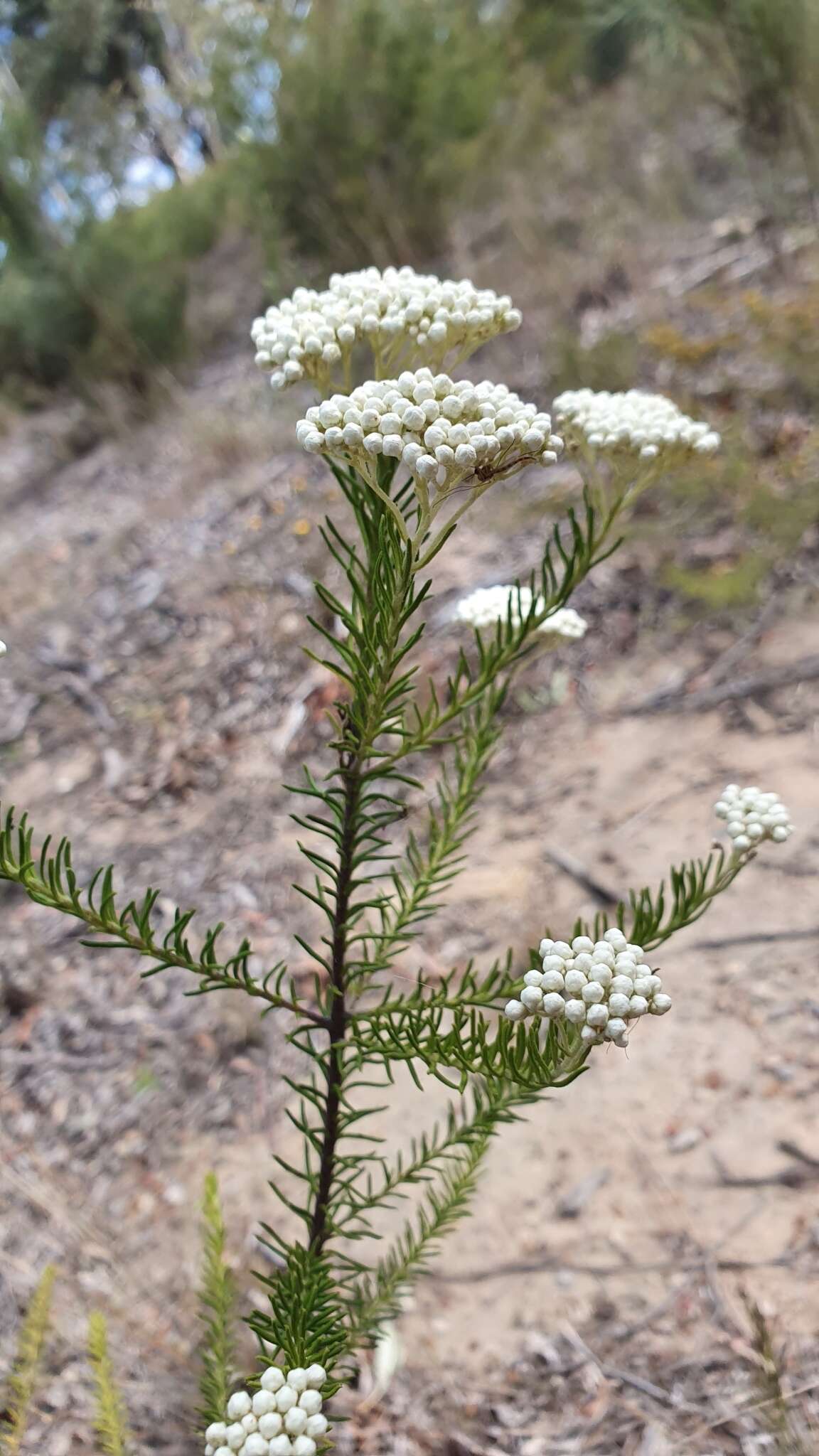 Image of Ozothamnus diosmifolius (Vent.) DC.