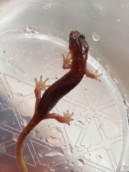 Image of Arboreal Salamander