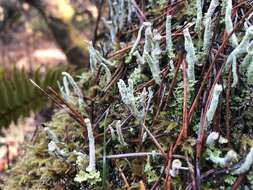 Cladonia verruculosa (Vain.) Ahti的圖片