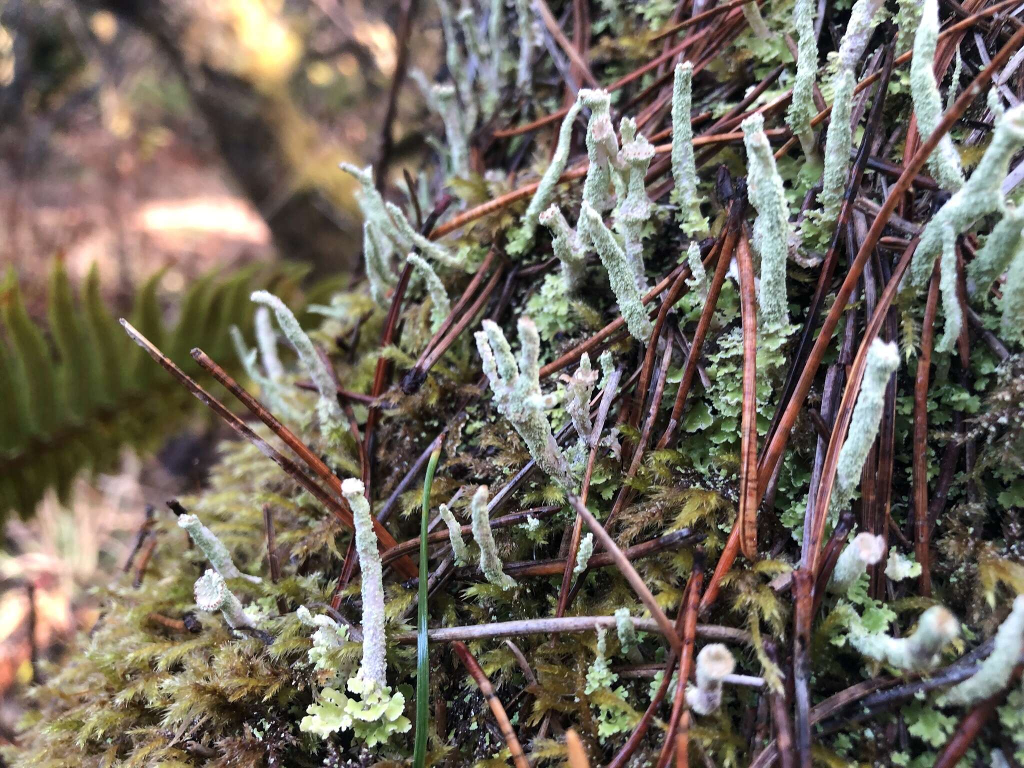 Image of cup lichen