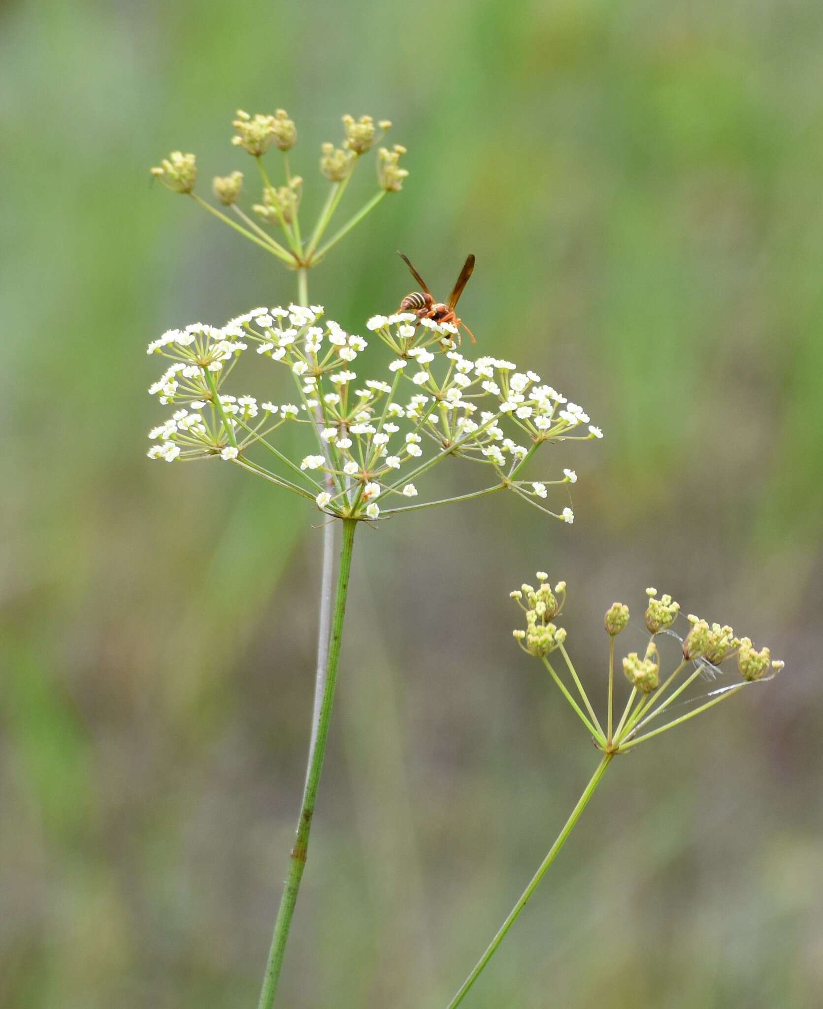 Image of cowbane