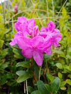 صورة Rhododendron myrtifolium Schott & Kotschy