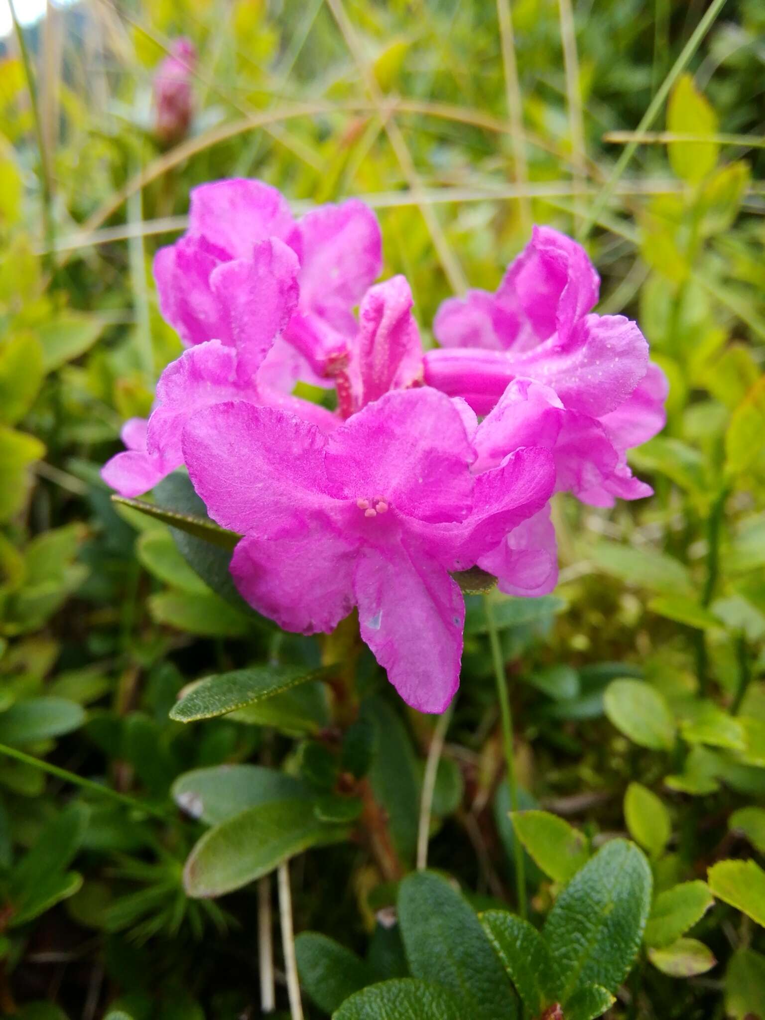 صورة Rhododendron myrtifolium Schott & Kotschy