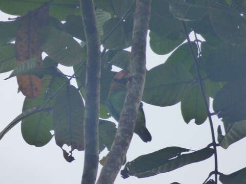 Image of Rose-faced Parrot