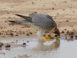 Image of Falco chicquera horsbrughi Gunning & Roberts 1911