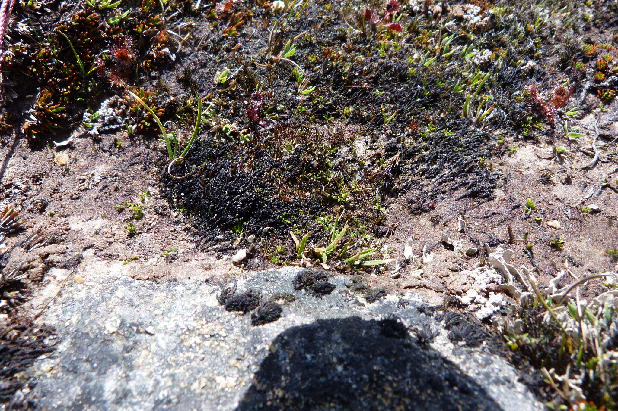 Image of Abrotanella muscosa T. Kirk