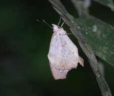 Image of Amphidecta pignerator Butler 1867