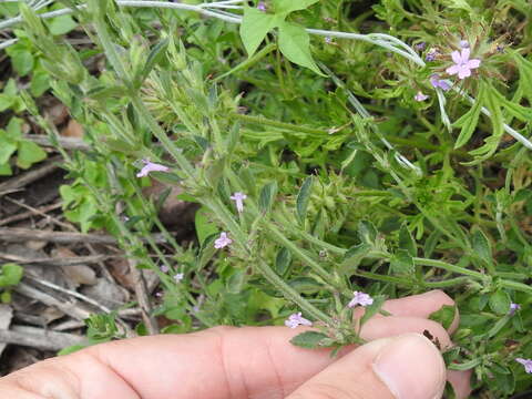 Hedeoma dentata Torr. resmi