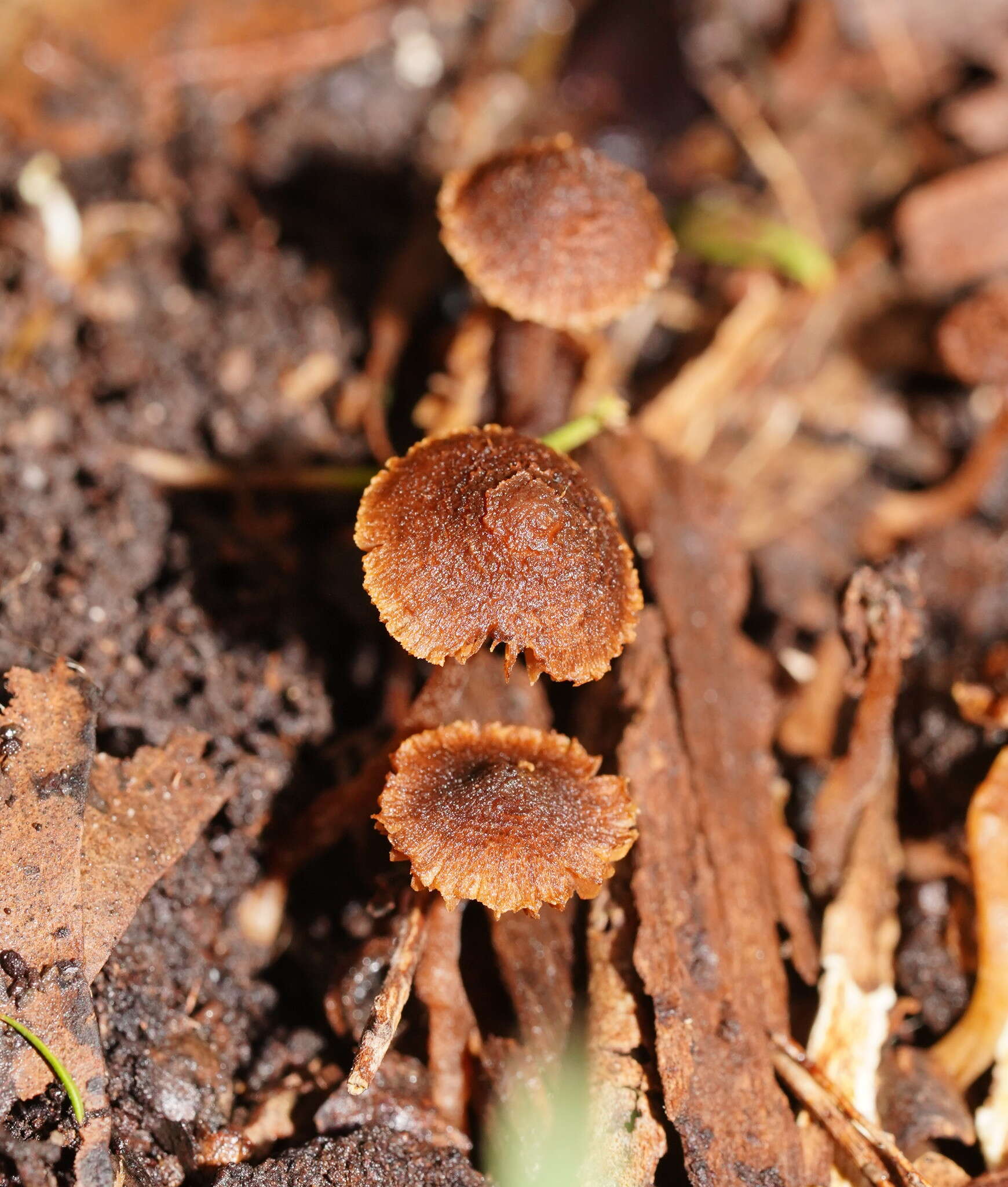 Image of Inocybe fibrillosibrunnea O. K. Mill. & R. N. Hilton 1987