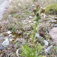 Image of Perezia multiflora subsp. multiflora