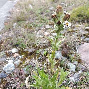 Image of Perezia multiflora subsp. multiflora