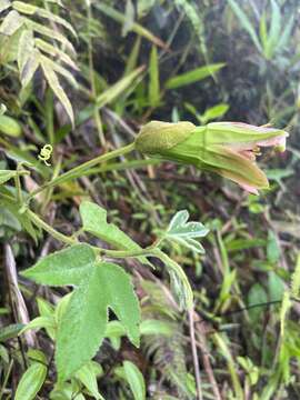 Passiflora unipetala P. Jørg., Muchhala & J. M. Mac Dougal的圖片