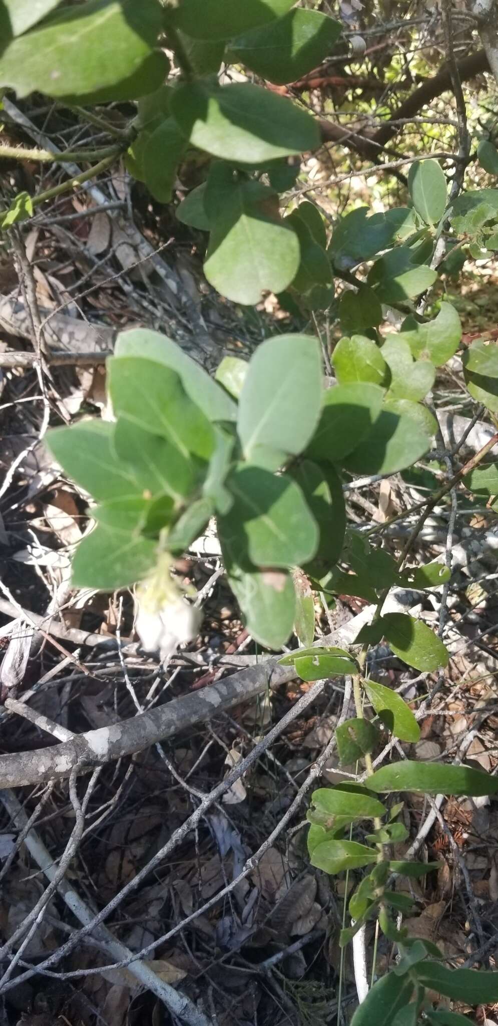 Слика од Arctostaphylos andersonii A. Gray