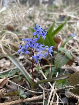 Image of Scilla vindobonensis Speta