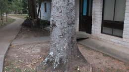 Imagem de Erythrina poeppigiana (Walp.) O. F. Cook