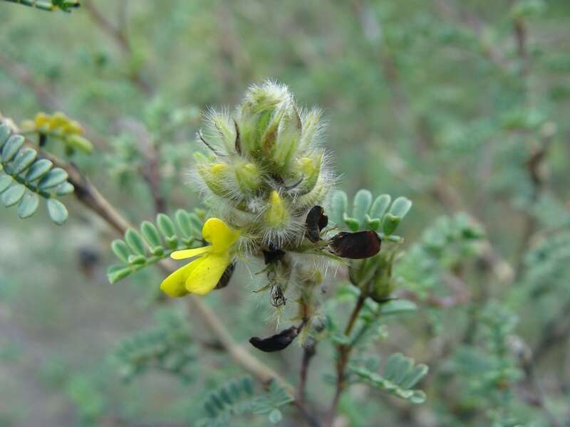 Sivun Dalea lutea (Cav.) Willd. kuva