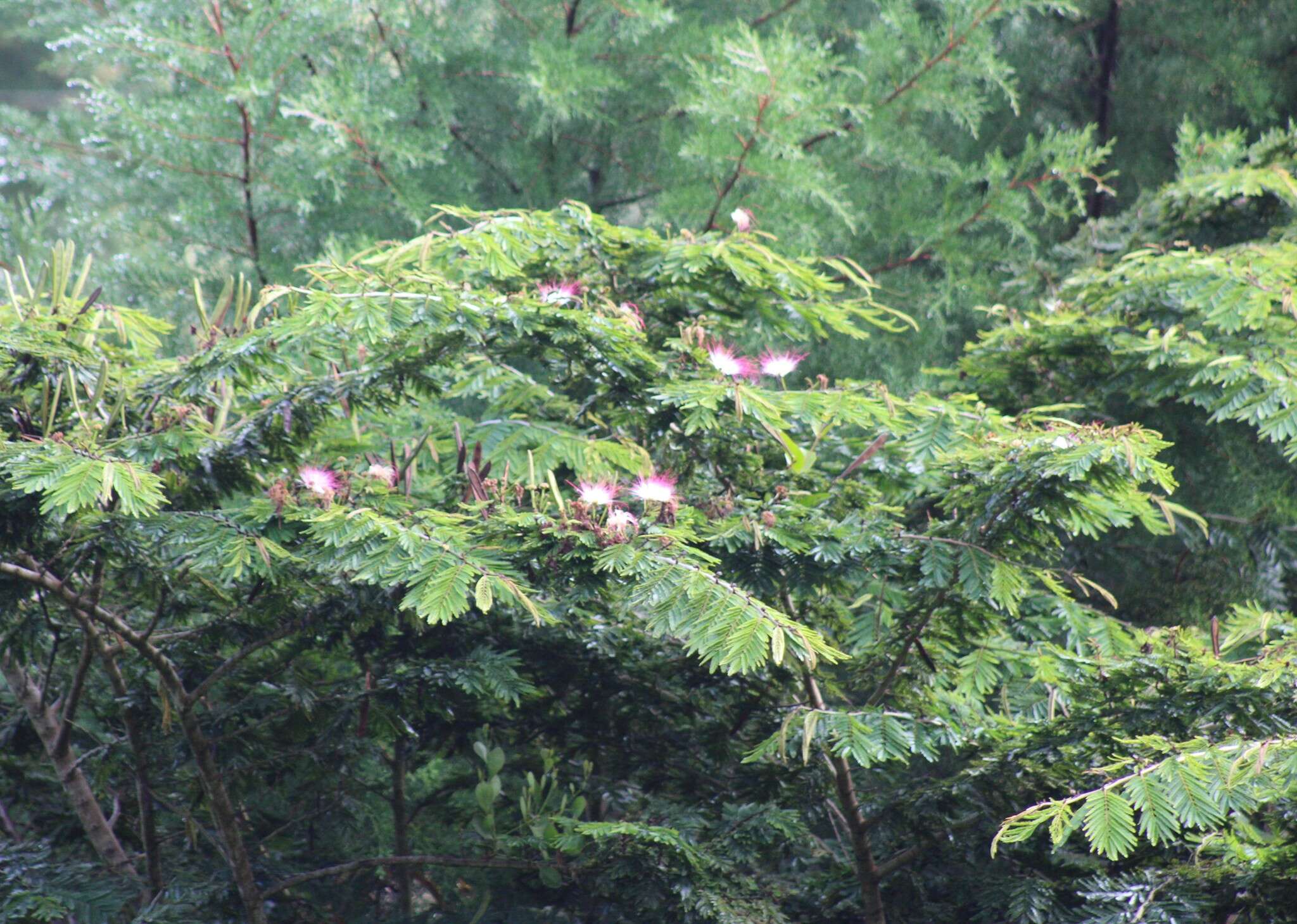 Imagem de Calliandra pittieri Standl.