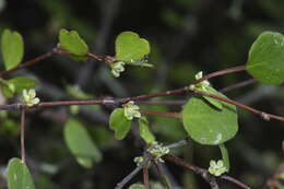 Image of Shrubby tororaro