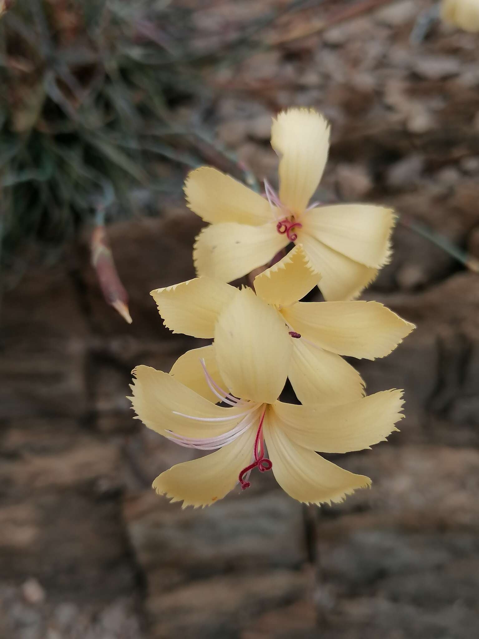 Image of Dianthus caespitosus Thunb.