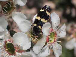 Image of Castiarina rectifasciata (Saunders 1868)