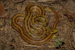 Image of Chinese Leopard Snake