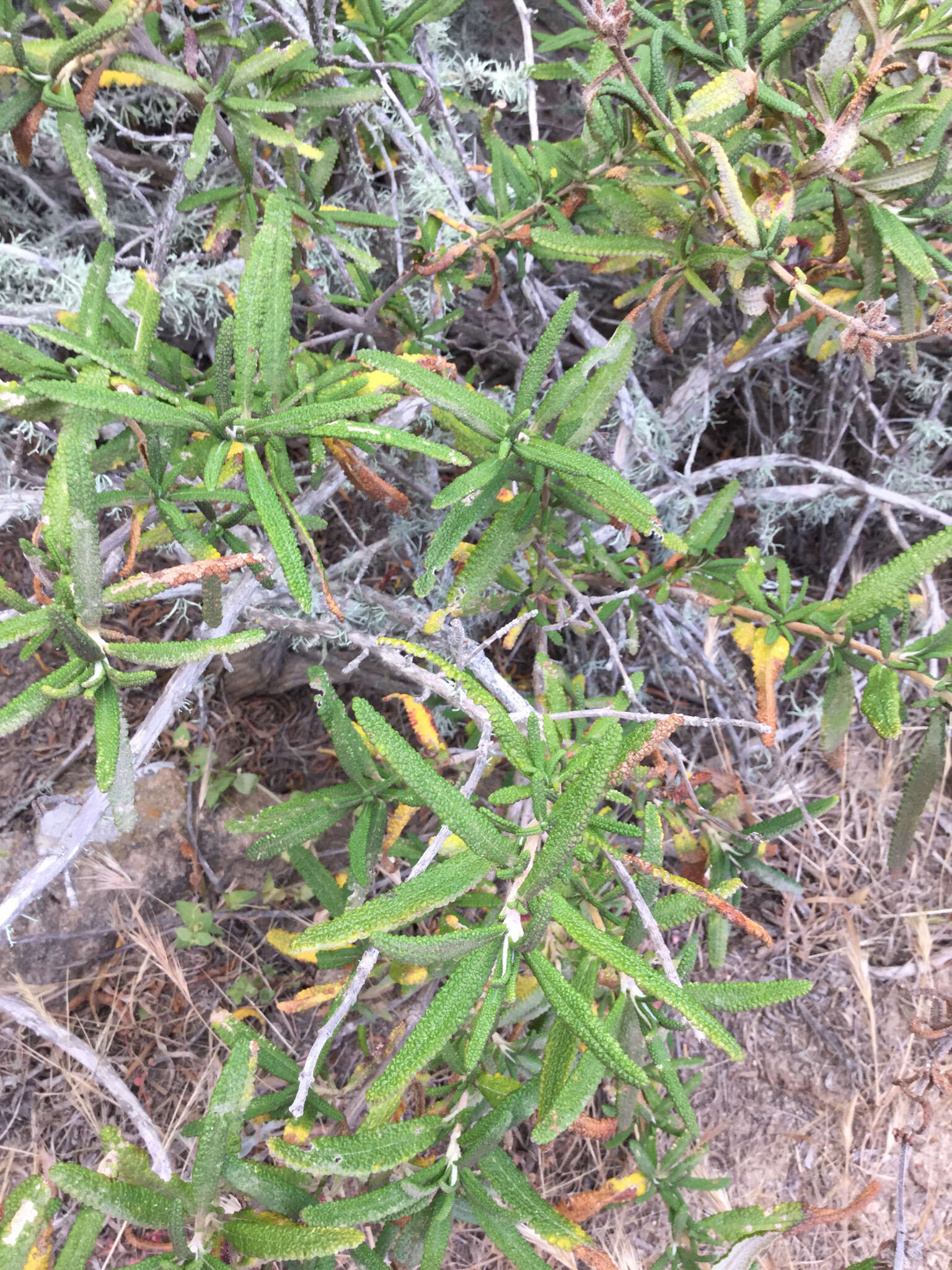 Image of Santa Rosa Island sage