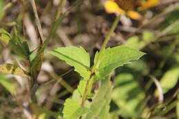 Heliopsis helianthoides (L.) Sw. resmi